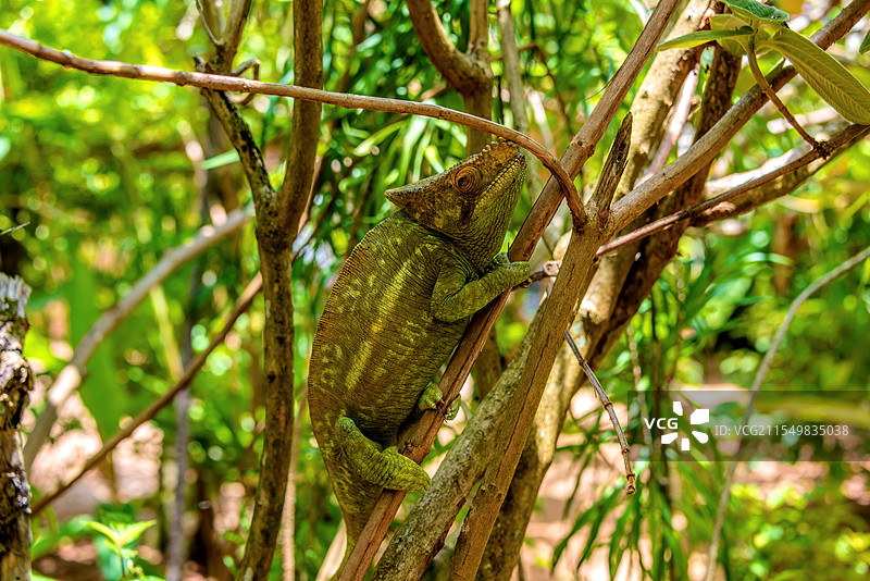 非洲海岛马达加斯加安达西贝蝴蝶谷的变色龙图片素材