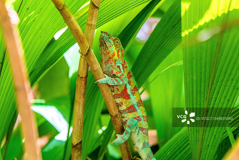 非洲海岛马达加斯加安达西贝蝴蝶谷的变色龙图片素材