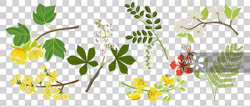 树枝的绘画图片素材