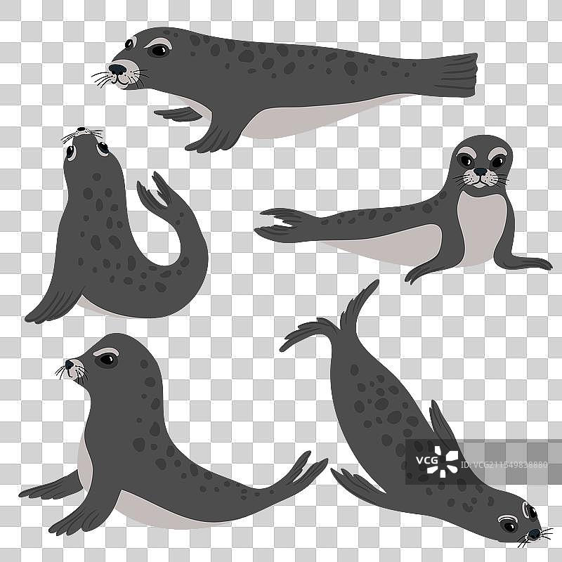 绘画动物：港口海豹图片素材