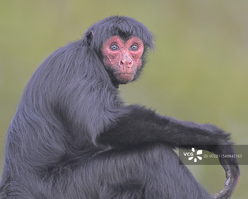 好奇(红脸蜘蛛猴)图片素材