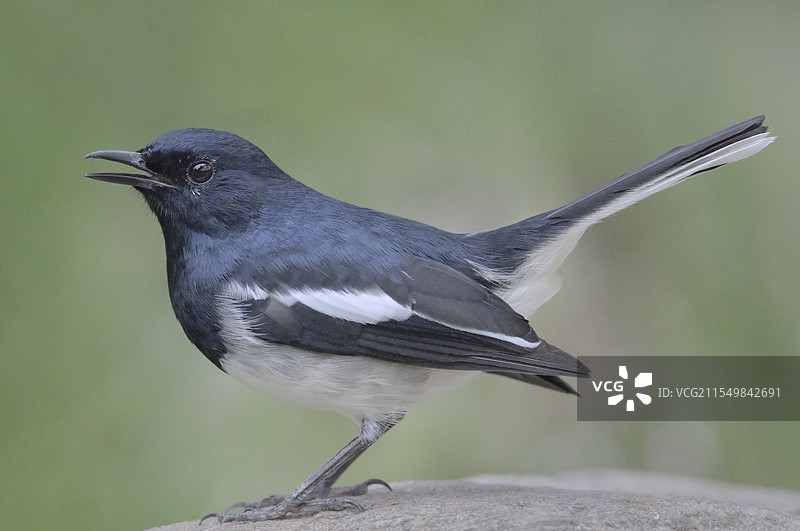 鸣叫(鹊鸲)图片素材