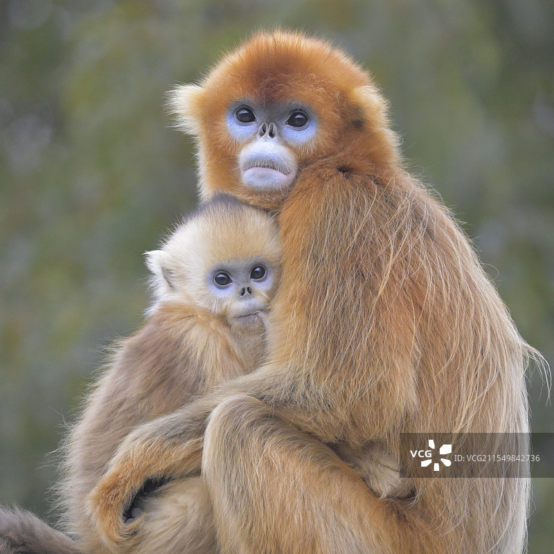 母与子(川金丝猴)图片素材