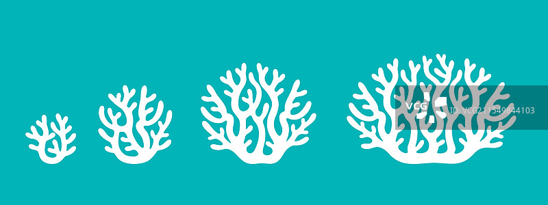 珊瑚的生长阶段图片素材