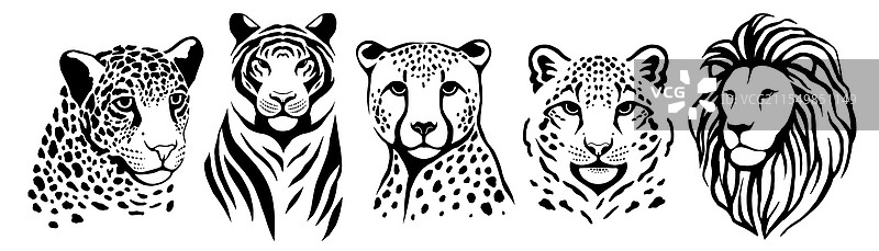 野生大型猫科动物：豹子、老虎、猎豹图片素材