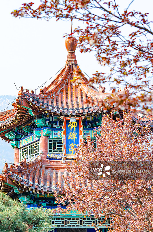 中国山东泰安龙泽湖公园里古老的御碑亭和前景盛开的一片紫叶李，户外白昼无人图像摄影图片素材