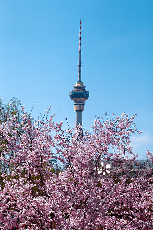 玉渊潭樱花季图片素材