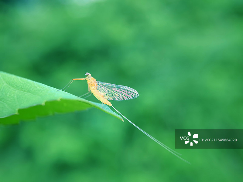 蜉蝣图片素材