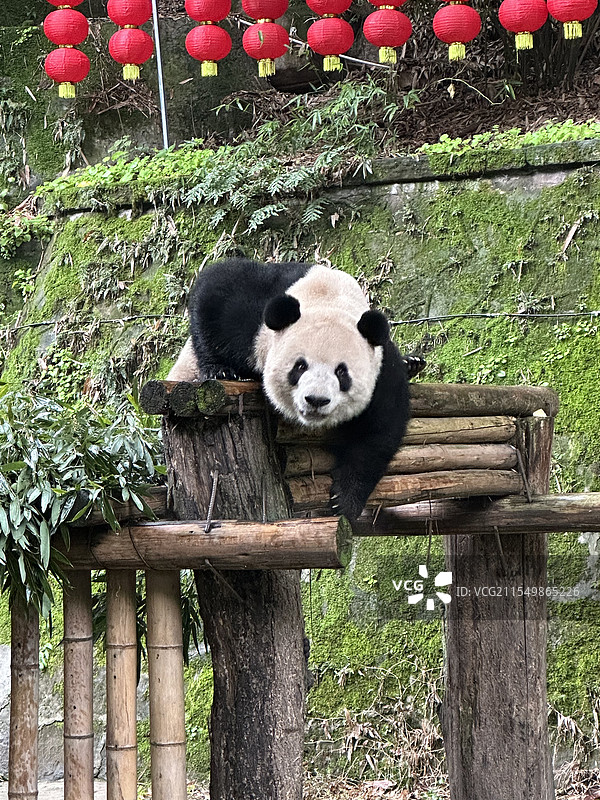 重庆动物园熊猫图片素材