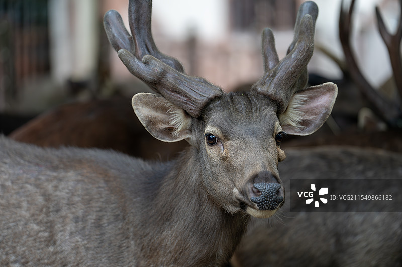水鹿特写图片素材