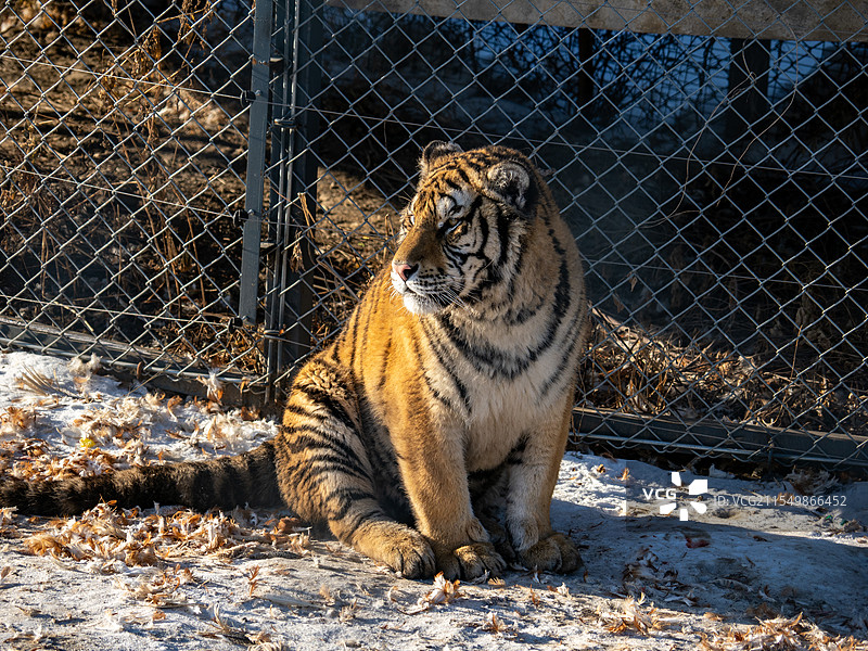 哈尔滨 东北虎林园 东北虎图片素材