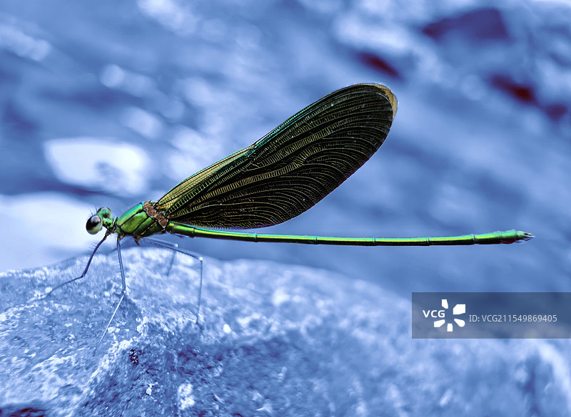 岩石上的色蟌图片素材