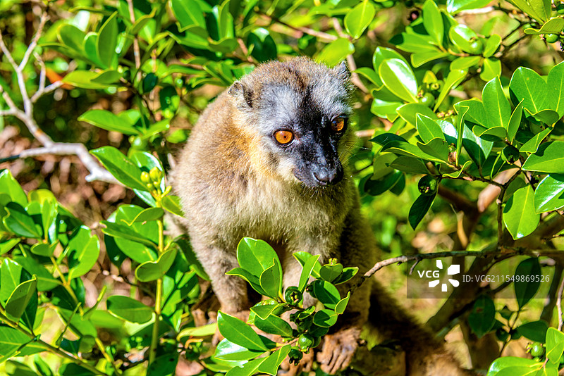 非洲海岛马达加斯加安达西贝狐猴岛的褐狐猴图片素材