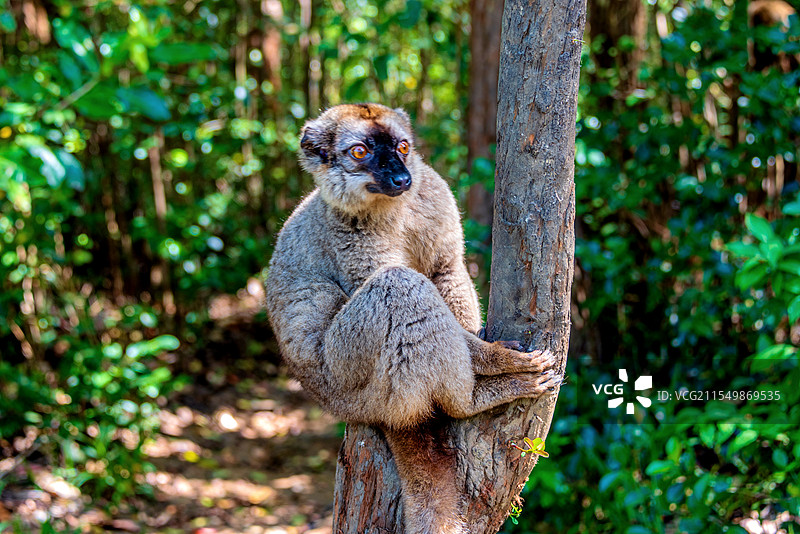 非洲海岛马达加斯加安达西贝狐猴岛的褐狐猴图片素材