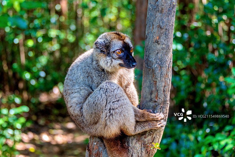 非洲海岛马达加斯加安达西贝狐猴岛的褐狐猴图片素材