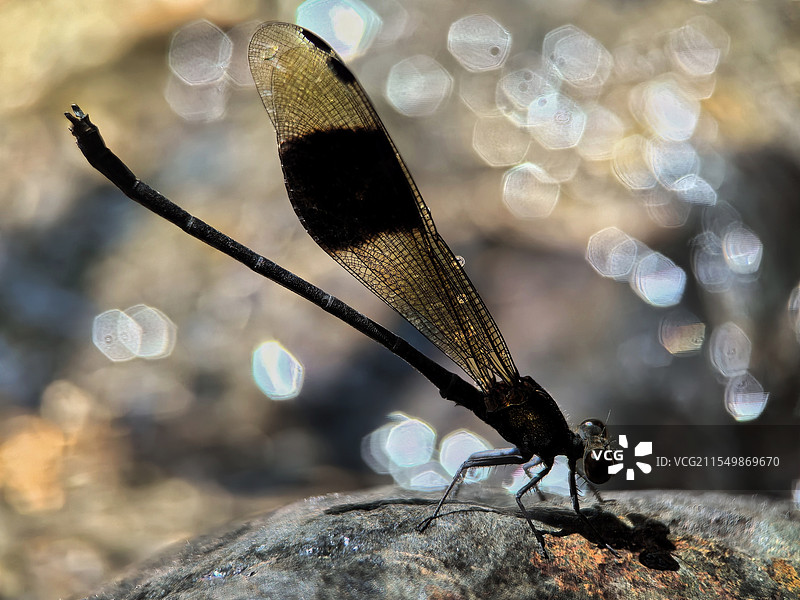 岩石上色蟌图片素材