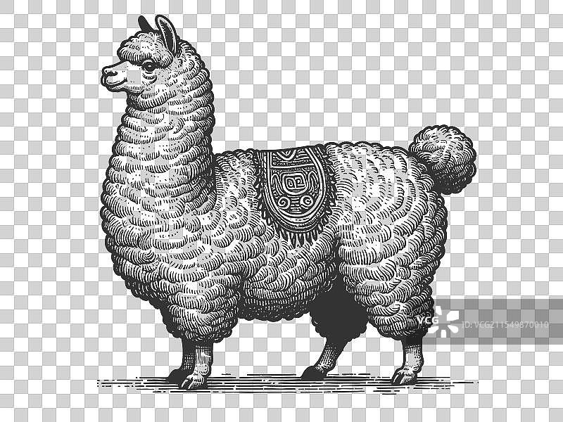 装饰性毛毯雕刻的美洲驼图片素材