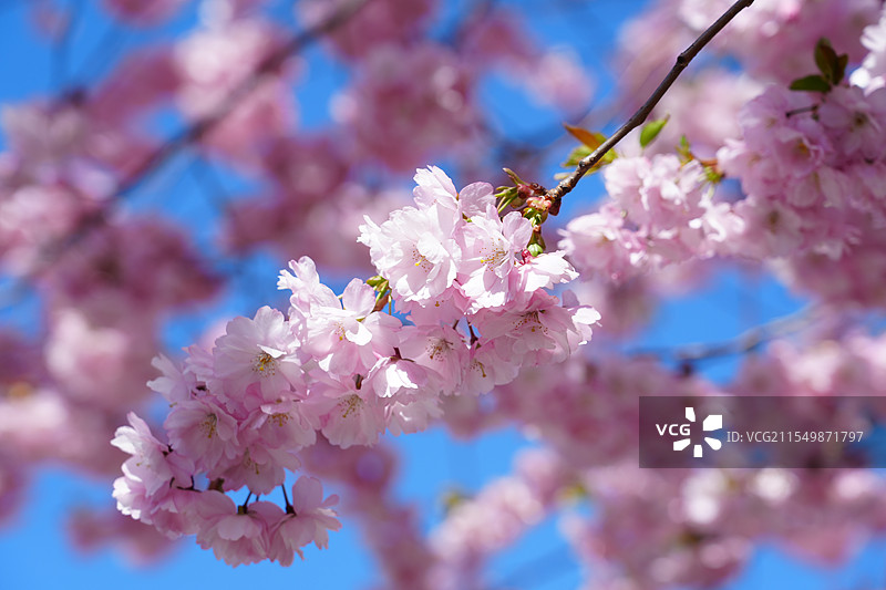 瑞典斯德哥尔摩樱花特写图片素材