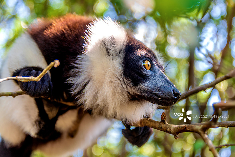 非洲海岛马达加斯加安达西贝狐猴岛的领狐猴图片素材