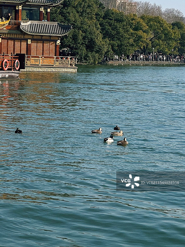 初春杭州西湖鸳鸯戏水图片素材
