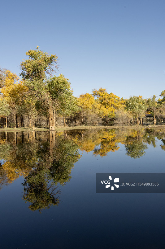 内蒙古自治区阿拉善左旗额济纳胡杨林秋季户外风光图片素材