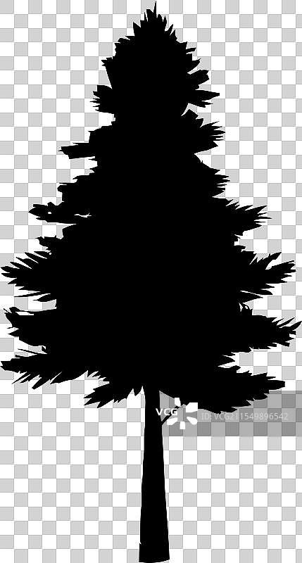 常青松树枝图片素材