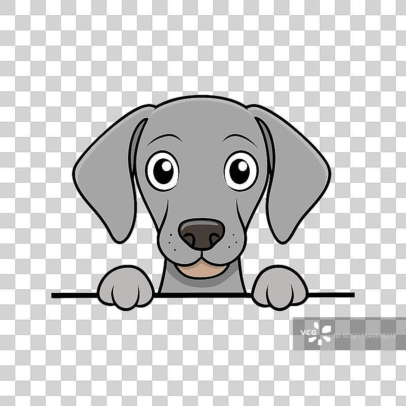 威玛猎犬窥视的T恤设计图片素材