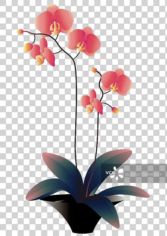 蝴蝶兰图片素材