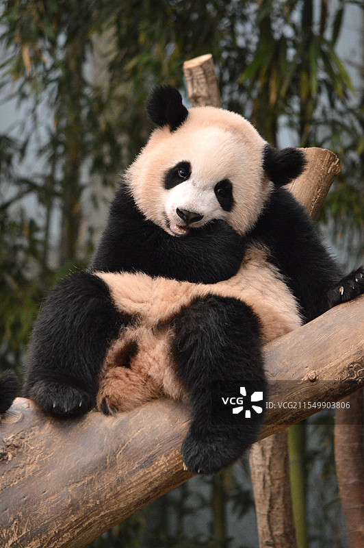 旅韩大熊猫幼崽睿宝图片素材