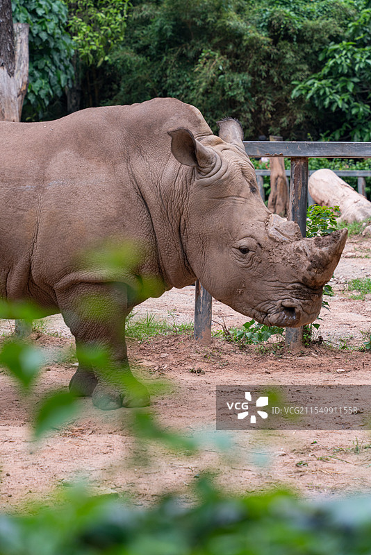广州动物园的明星动物：珍稀的非洲白犀牛图片素材