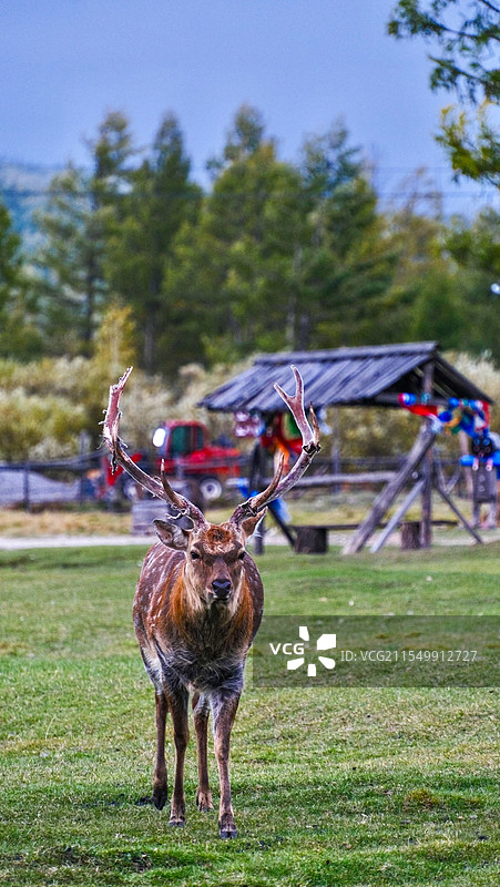 梅花鹿图片素材