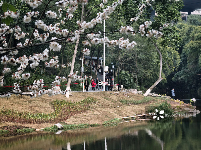 梅花盛开的华岩寺图片素材