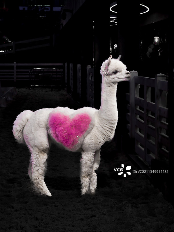 萌萌的羊驼图片素材