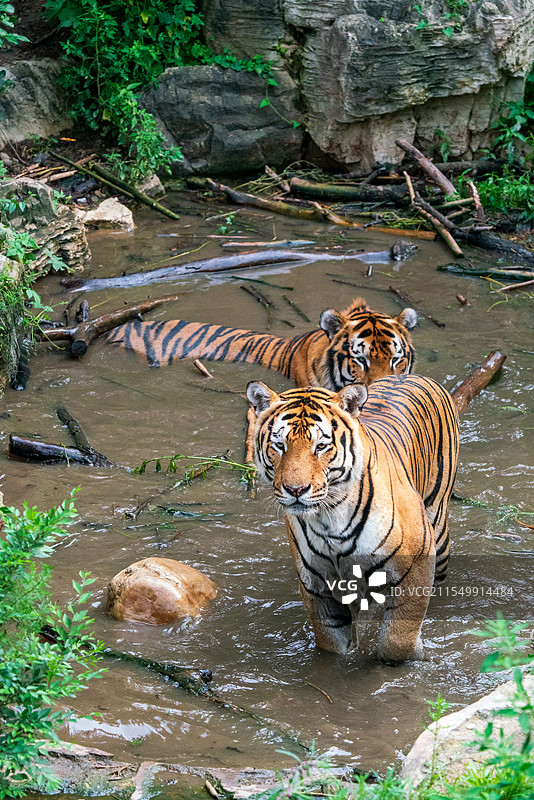 长春动植物公园：水域中休憩的两只老虎图片素材
