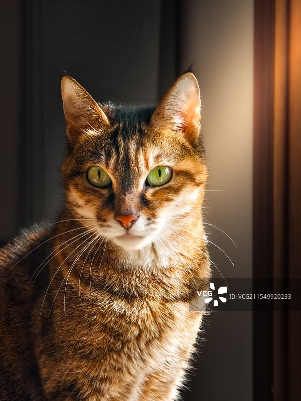 狸花猫图片素材