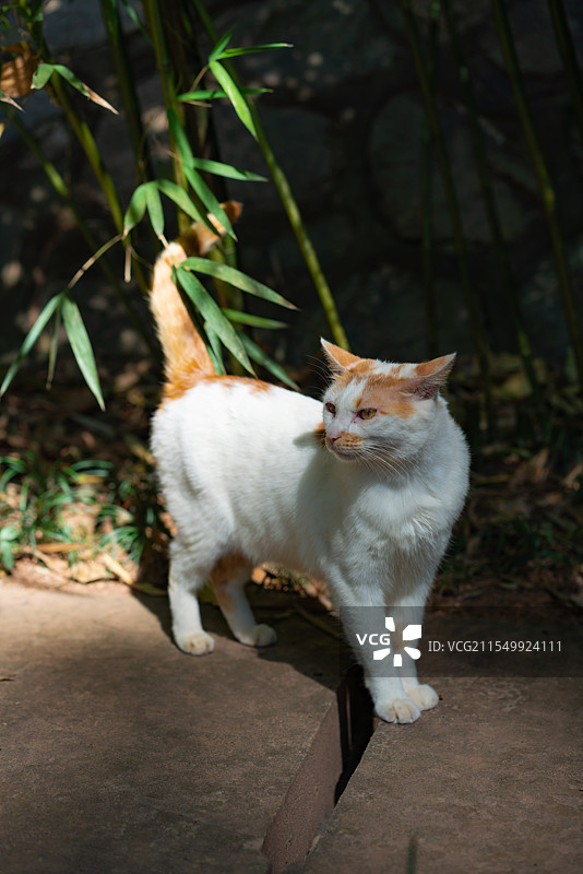 大家好，我是摄影师Chotsins，常驻于东莞、广州、深圳，有开设自己的摄影课，也有废墟探险服务，日图片素材