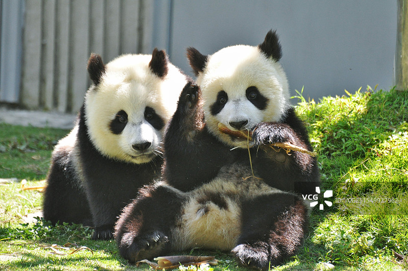 两只正脸大熊猫幼崽图片素材