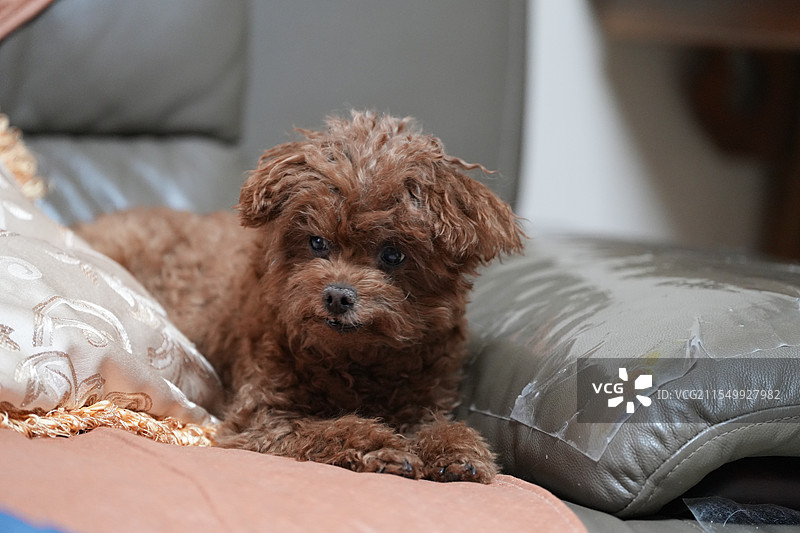 小狗狗也太可爱了吧图片素材