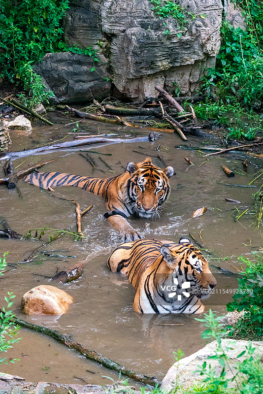 长春动植物公园：水域中休憩的两只老虎图片素材