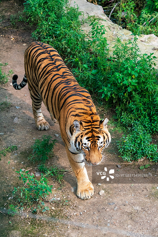长春动植物公园：隐匿在丛林中的东北虎图片素材