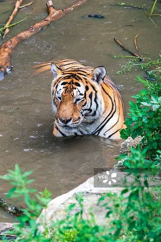 长春动植物公园：水中休憩的东北虎图片素材