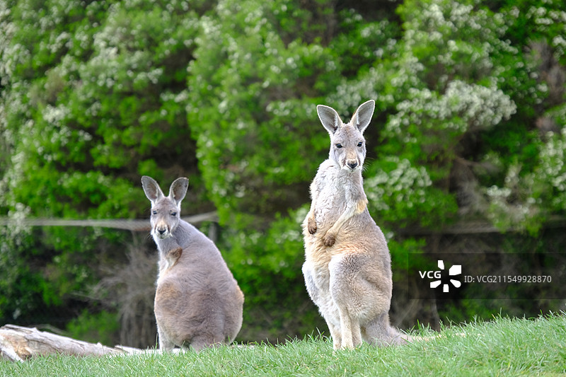 野生袋鼠图片素材