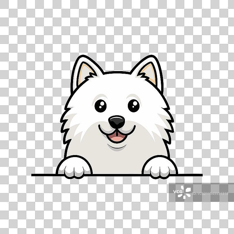 萨摩耶犬探出头来图片素材