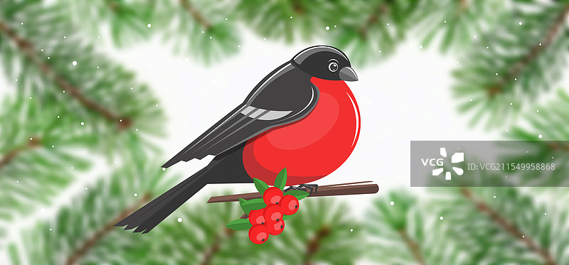 模糊的松枝上的画图红雀图片素材