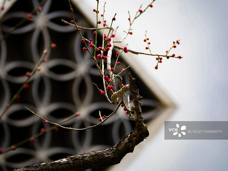 合肥植物园梅花图片素材