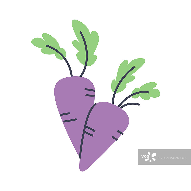 新鲜的甜菜与绿色叶子的平面花园植物图片素材