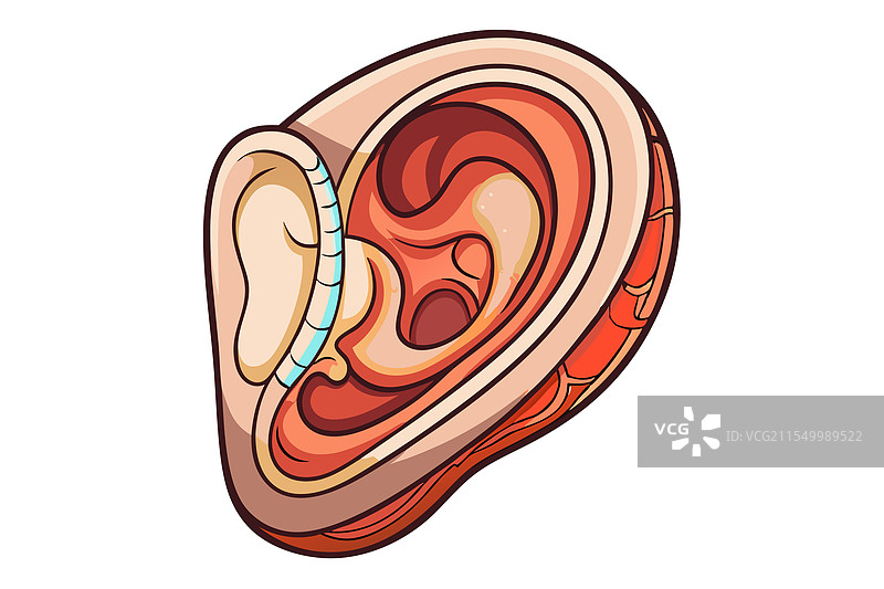 人耳解剖的详细医学图解图片素材