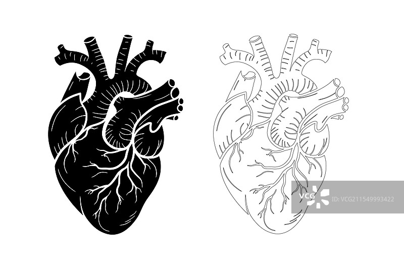 人类心脏轮廓图片素材