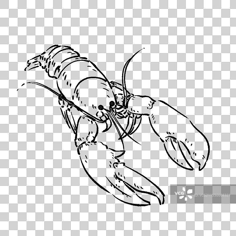 不同角度的龙虾图片素材