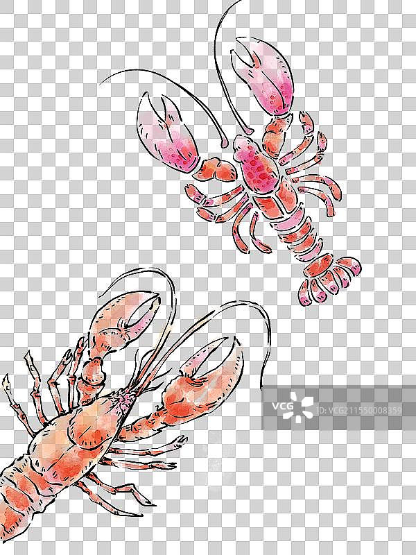 两只水彩龙虾组合图片素材